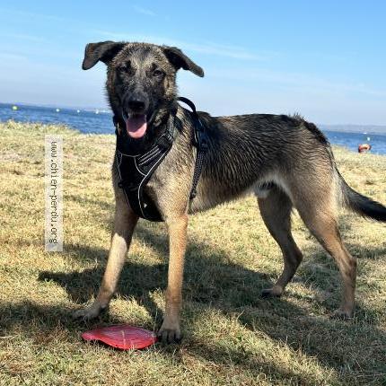 Photo de chien perdu à Marseille