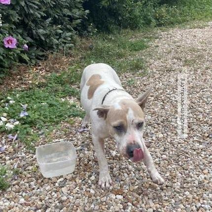 Photo de chien trouvé à Saint Jean Saint Germain