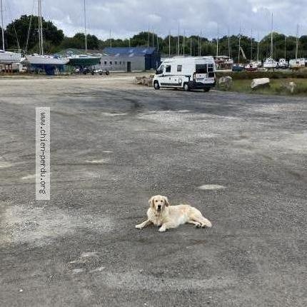 Photo 1/1 Chien retrouvé Perdu à Hardelot