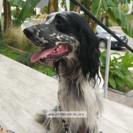 Photo 1/1 Chien retrouvé Trouvé à Mordelles