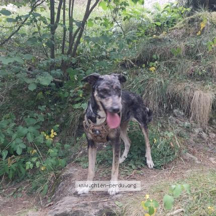 Photo 1/1 Chien retrouvé Perdu à Porte Puymorens