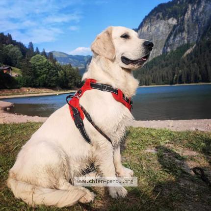 Photo 1/1 Chien retrouvé Perdu à Berck