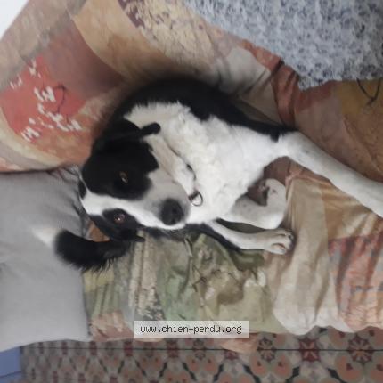 Photo 1/1 Chien retrouvé Perdu à Pertuis