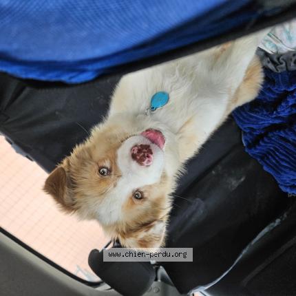 Photo 1/1 Chien retrouvé Perdu à Capdrot