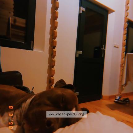 Photo 1/1 Chien retrouvé Perdu à Boutigny