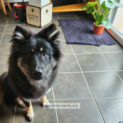Photo 1/1 Chien retrouvé Perdu à Les eyzies