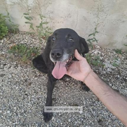 Photo de chien trouvé à Cousance