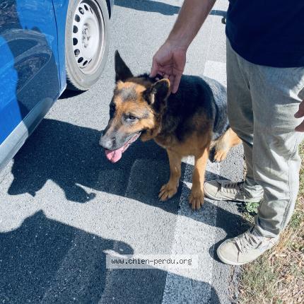 Photo de chien trouvé à Saint Nazaire