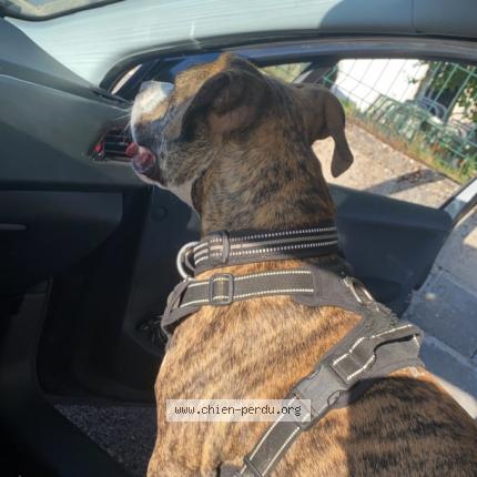 Photo 1/1 Chien retrouvé Perdu à Corquilleroy