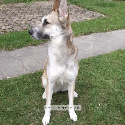 Photo 1/1 Chien retrouvé Perdu à Collioure