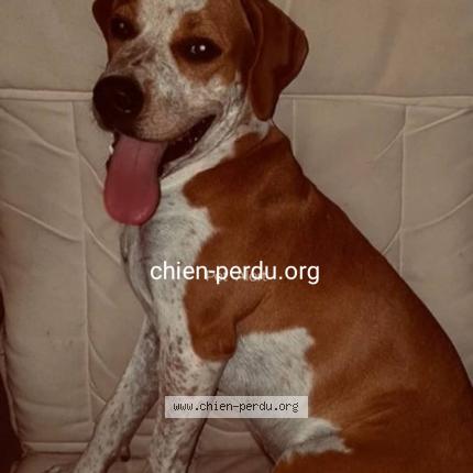 Photo de chien perdu à Boissy Saint Leger