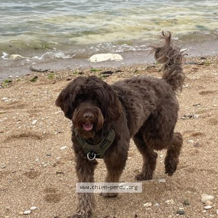 Photo 1/1 Chien retrouvé Perdu à Saint trojan les bains