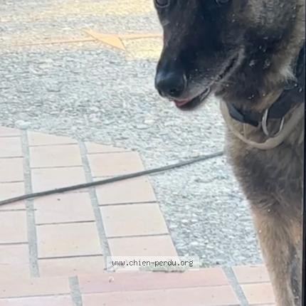 Photo 1/1 Chien retrouvé Perdu à Sorgues