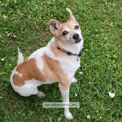 Photo 1/1 Chien retrouvé Perdu à Toulouse