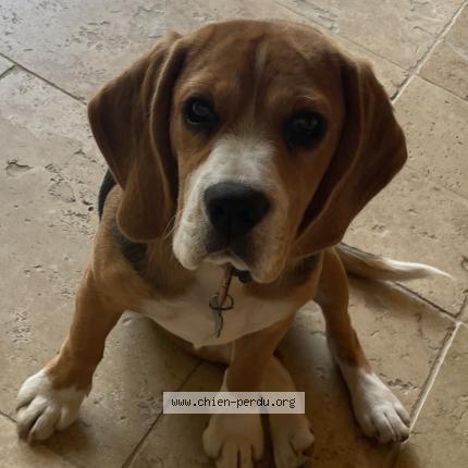 Photo 1/1 Chien retrouvé Perdu à Saint thibault des vignes