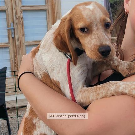Photo 1/1 Chien retrouvé Trouvé à Lodeve