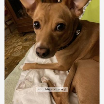 Photo 1/1 Chien retrouvé Perdu à Bezons