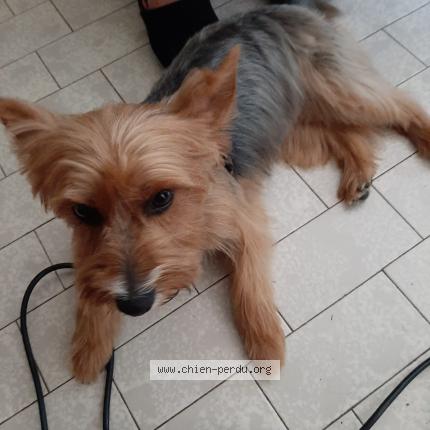 Photo 1/1 Chien retrouvé Perdu à Andilly