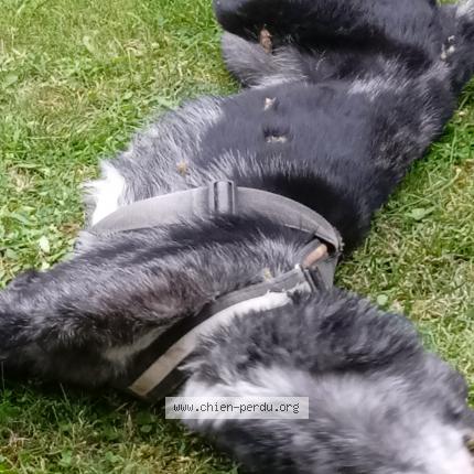 Photo 1/1 Chien retrouvé Trouvé à Annay la cote