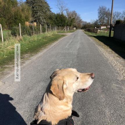 Photo 1/1 Chien retrouvé Perdu à Moulis en medoc