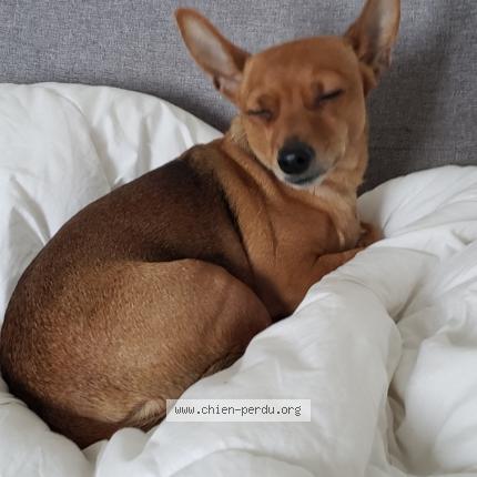 Photo de chien perdu à Bayonne