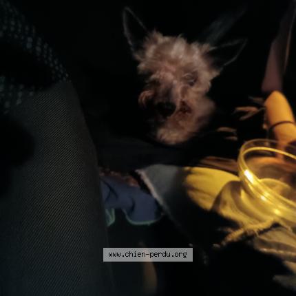 Photo 1/1 Chien retrouvé Trouvé à Vaureal