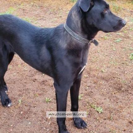 Photo de chien perdu à Saint Julien Molin Molette