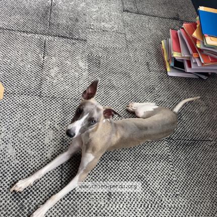 Photo de chien perdu à Dijon