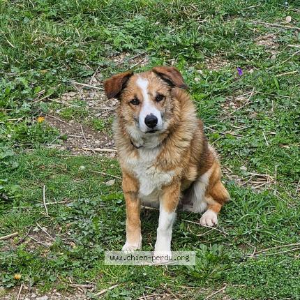Photo 1/1 Chien retrouvé Perdu à Parisot