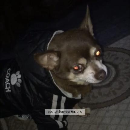 Photo de chien perdu à Marseille