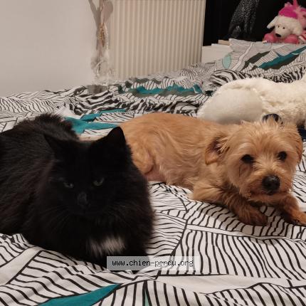 Photo de chien perdu à Cadenet