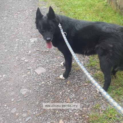 Photo de chien perdu à Volon
