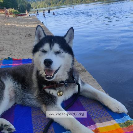 Photo de chien perdu à Anduze