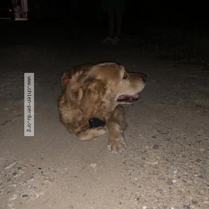 Photo 1/1 Chien retrouvé Trouvé à Layrac sur tarn