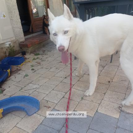 Photo de chien trouvé à Boutigny Prouais