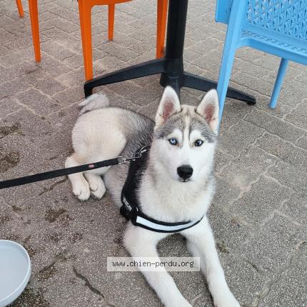 Photo 1/1 Chien retrouvé Perdu à Chanteloup les vignes yvelines