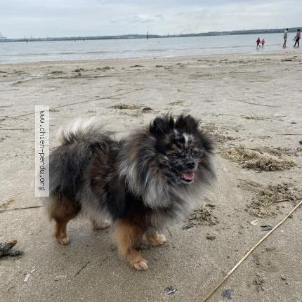 Photo de chien perdu à Montfermeil