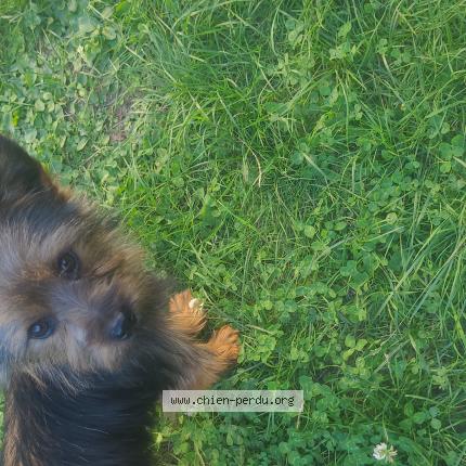 Photo de chien trouvé à Acheres