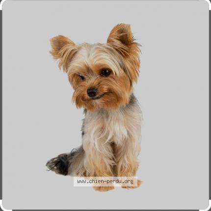 Photo de chien perdu à Plassac