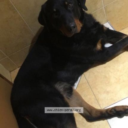 Photo de chien perdu à Crusnes