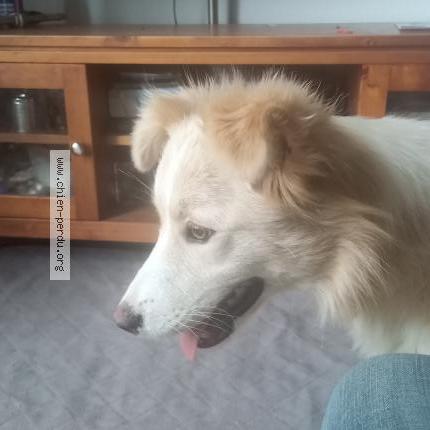 Photo de chien trouvé à Nueil Les Aubiers