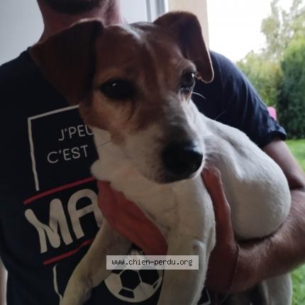 Photo 1/1 Chien retrouvé Trouvé à Servaville salmonville