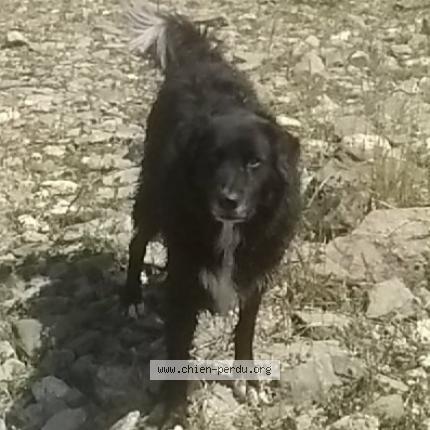 Photo de chien perdu à Nyer