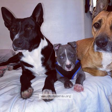 Photo 1/1 Chien retrouvé Perdu à Chateauneuf du pape