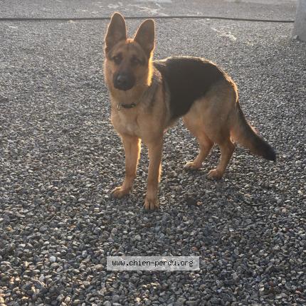 Photo 1/1 Chien retrouvé Perdu à Pia