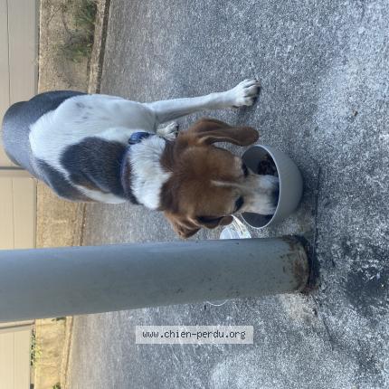 Photo 1/1 Chien retrouvé Trouvé à Orvault