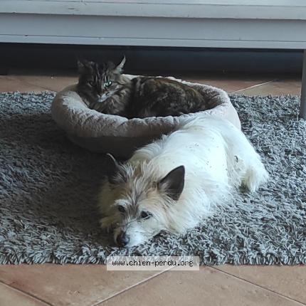 Photo 1/1 Chien retrouvé Perdu à Marcy