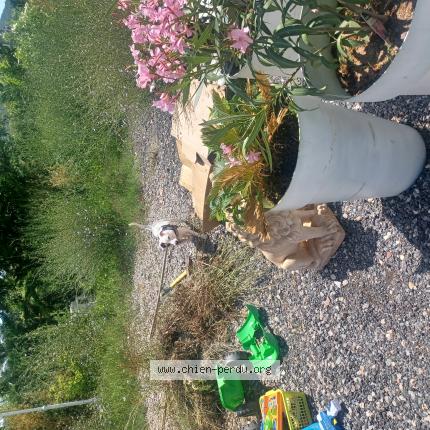 Photo de chien perdu à Taradeau