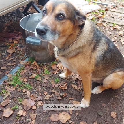 Photo 1/5 Chien retrouvé Perdu à Gron