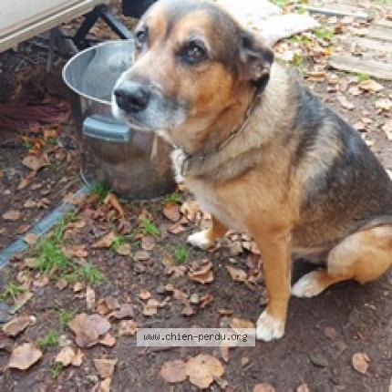 Photo 5/5 Chien retrouvé Perdu à Gron